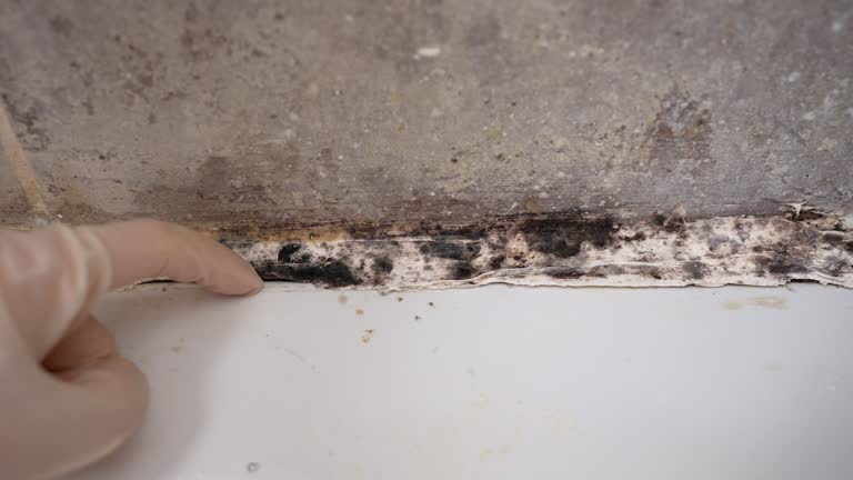 Best Black Mold Removal  in Lake Panasoffkee, FL